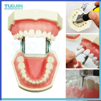 TJ Diş Modeli 28 Vidalı Diş Diş Manken Diş Malzemeleri Diş Hekimliği Montaj Modeli Tıp Öğrencisi Diş Diş Hekimliği